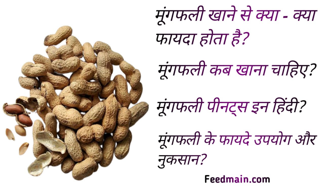 Read more about the article मूंगफली कब खाना चाहिए। मूंगफली खाने से क्या- क्या फायदा होता है। moongfali peanuts in hindi.