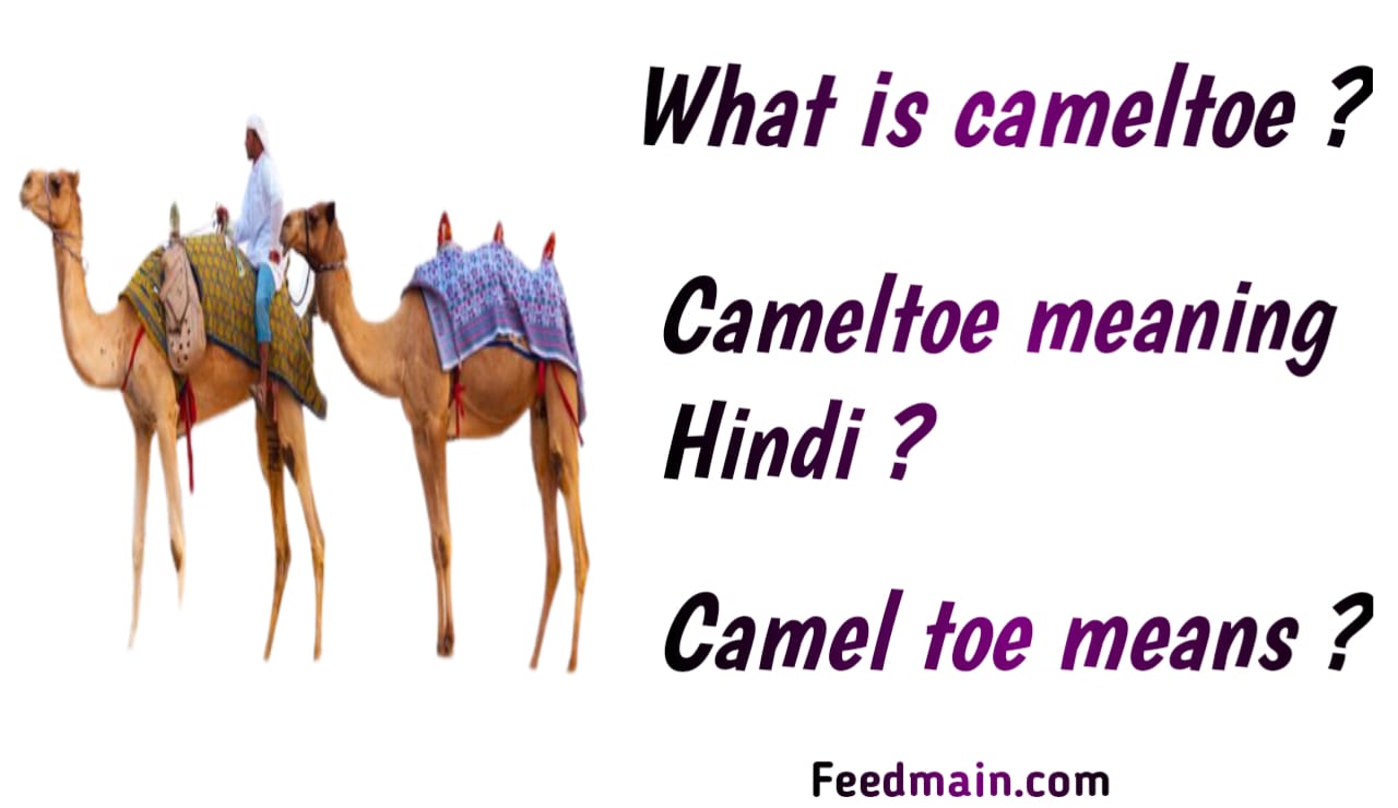Read more about the article what is cameltoe. camel in hindi. camel toe means.